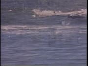 February 7, 1990 Oil Spill Master