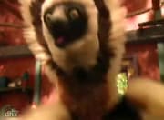 Zoboomafoo - S1 E1 (PORTEGEUSE)