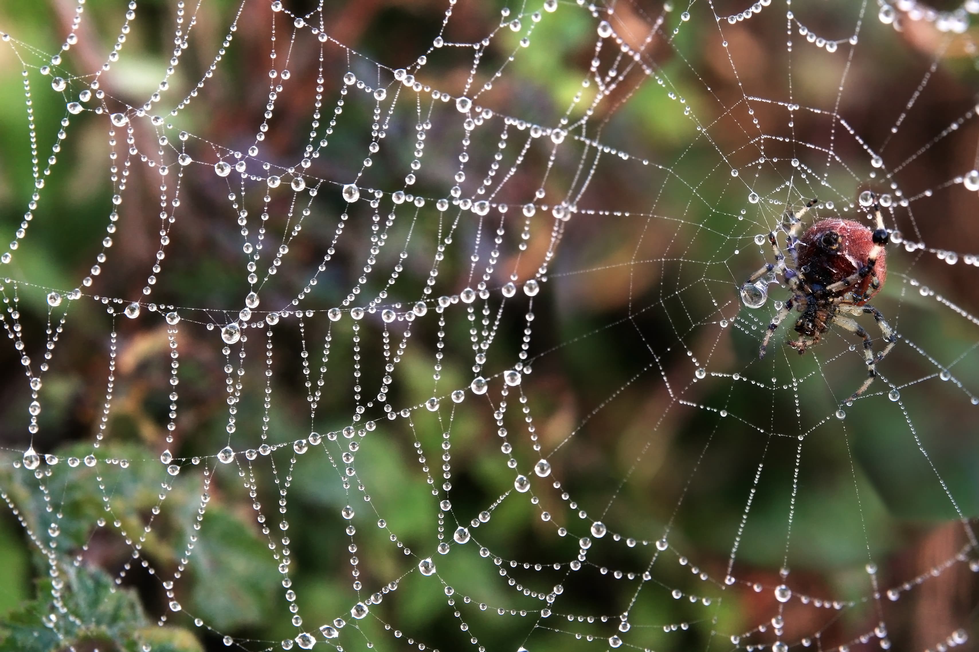 Pumpkin spider, Araneus trifolium and its web with fog droplets, San Francisco, USA.